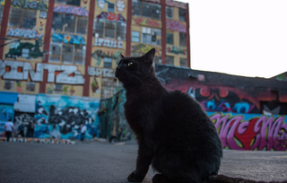 Illustration for article titled 5pointz Ownership Fails to Whitewash Resident Feline